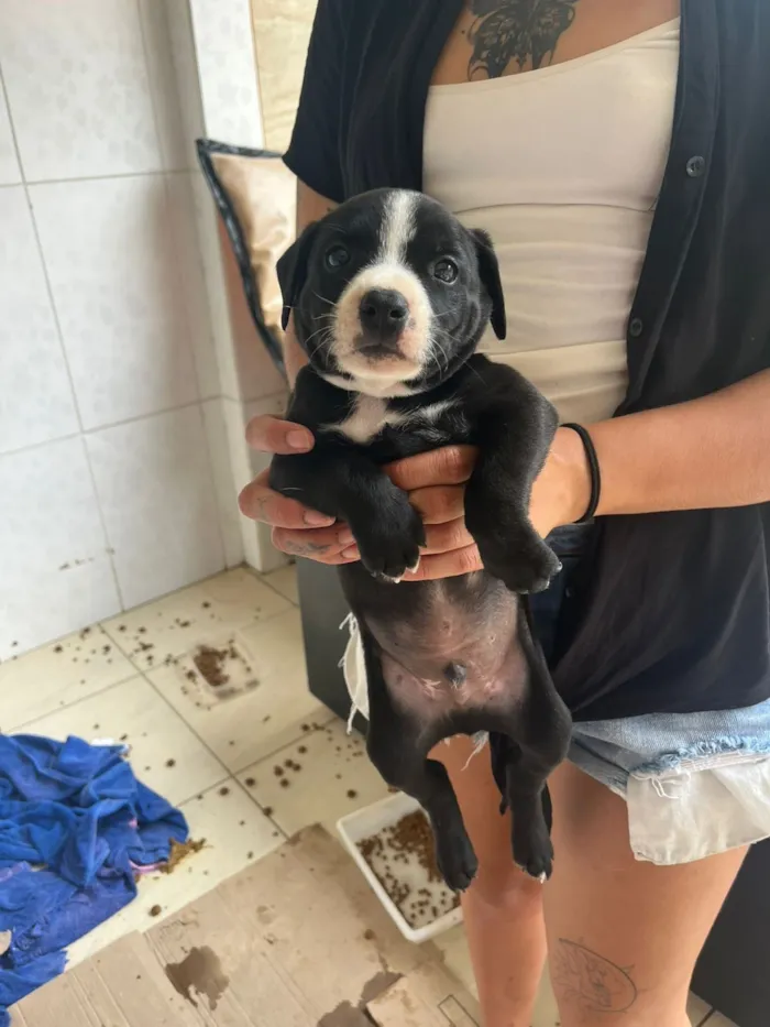 Cachorro raça Pit-Bull idade Abaixo de 2 meses nome Varios