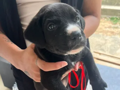 Cachorro raça Pit-Bull idade Abaixo de 2 meses nome Varios