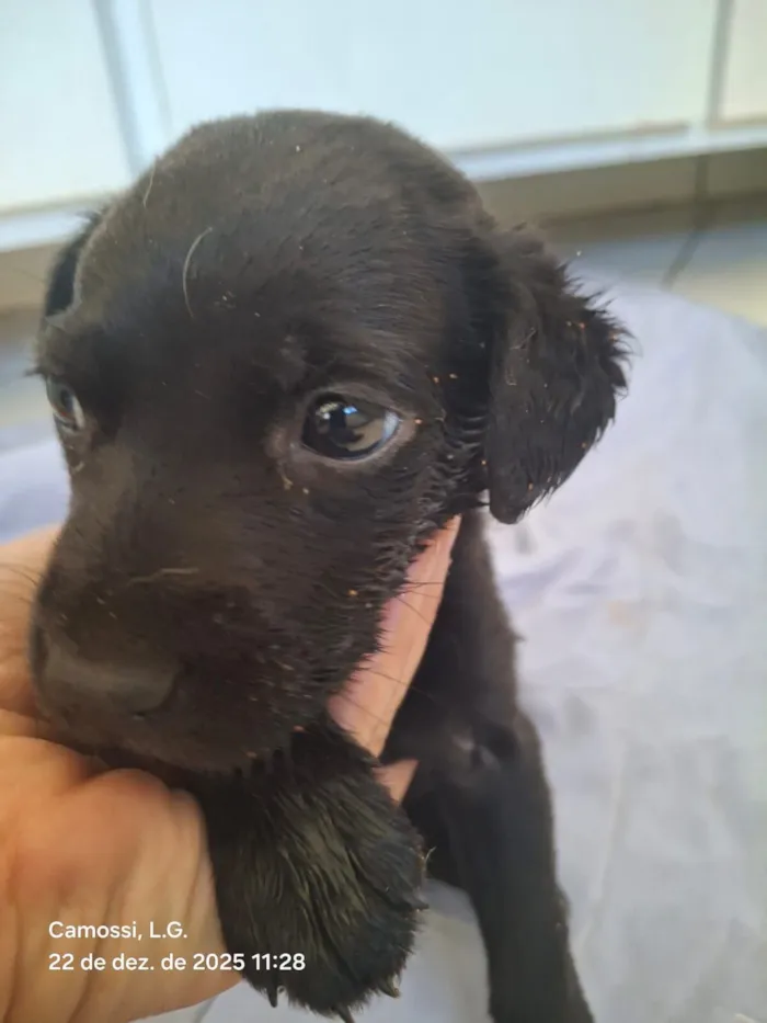 Cachorro raça SRD-ViraLata idade Abaixo de 2 meses nome Vini Júnior