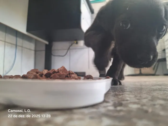 Cachorro raça SRD-ViraLata idade Abaixo de 2 meses nome Vini Júnior