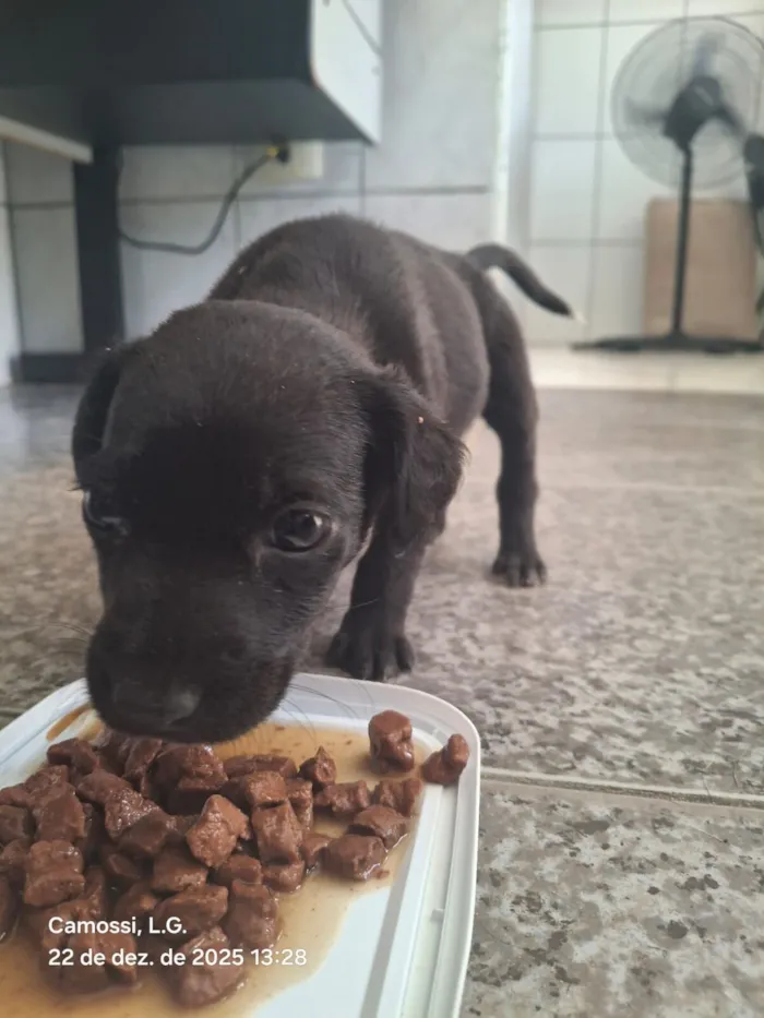 Cachorro raça SRD-ViraLata idade Abaixo de 2 meses nome Vini Júnior