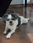 Cachorro raça Shitzu idade 6 ou mais anos nome Cachorrinha perdida