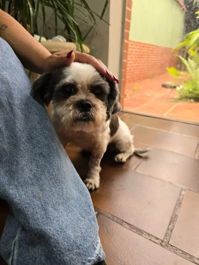 Cachorrinha perdida