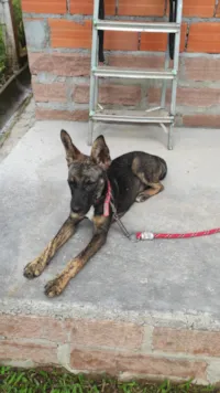 Cachorro raça SRD-ViraLata idade 2 a 6 meses nome Guria