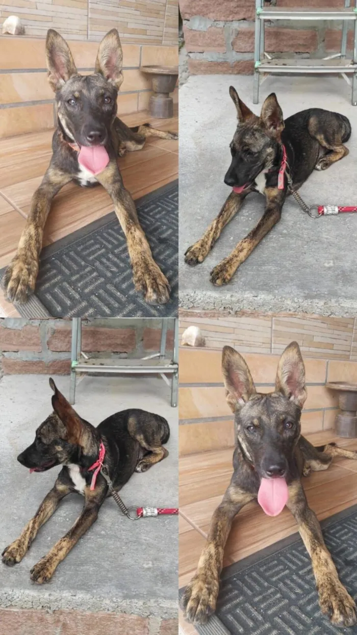 Cachorro raça SRD-ViraLata idade 2 a 6 meses nome Guria