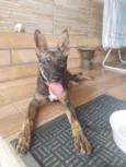 Cachorro raça SRD-ViraLata idade 2 a 6 meses nome Guria