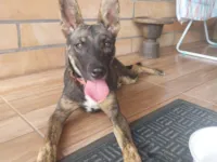 Cachorro raça SRD-ViraLata idade 2 a 6 meses nome Guria