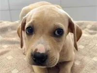 Cachorro raça SRD-ViraLata idade 2 a 6 meses nome Cachorrinhas