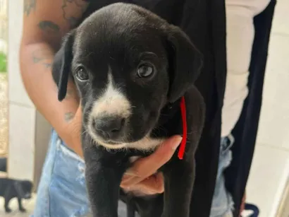 Cachorro raça Pit-Bull idade Abaixo de 2 meses nome Varios