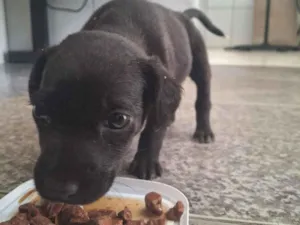 Cachorro raça SRD-ViraLata idade Abaixo de 2 meses nome Vini Júnior