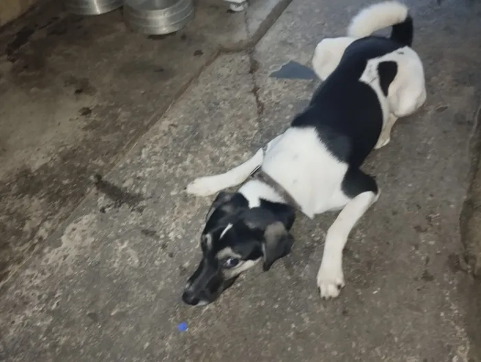 Cachorro raça SRD-ViraLata idade 7 a 11 meses nome Toddy 