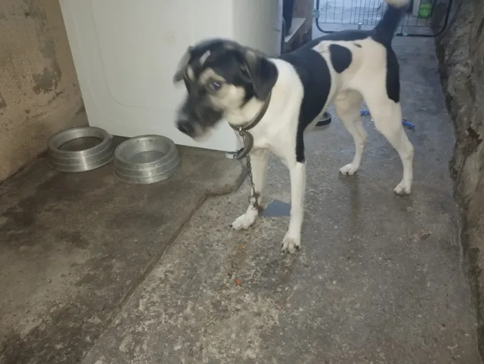 Cachorro raça SRD-ViraLata idade 7 a 11 meses nome Toddy 