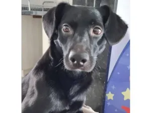 Cachorro raça SRD-ViraLata idade 2 anos nome Tom