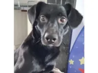 Cachorro raça SRD-ViraLata idade 2 anos nome Tom