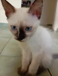 Gato raça SRD-ViraLata idade 2 a 6 meses nome Sem nome