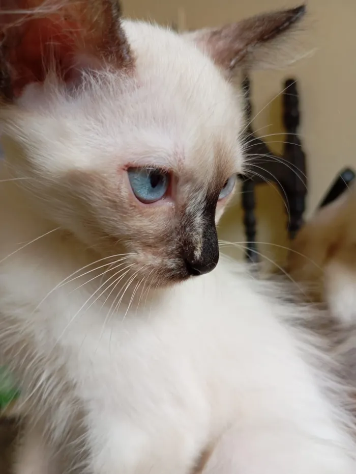 Gato raça SRD-ViraLata idade 2 a 6 meses nome Sem nome