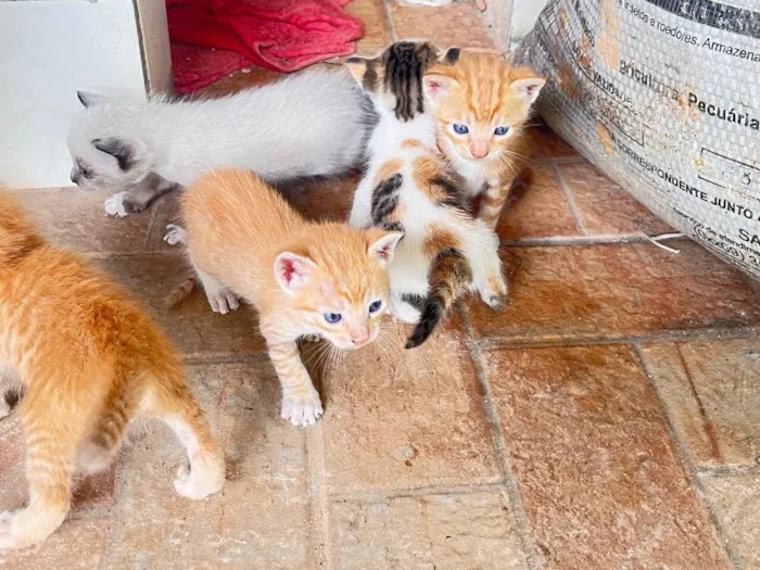 Ninhada com 6 gatos