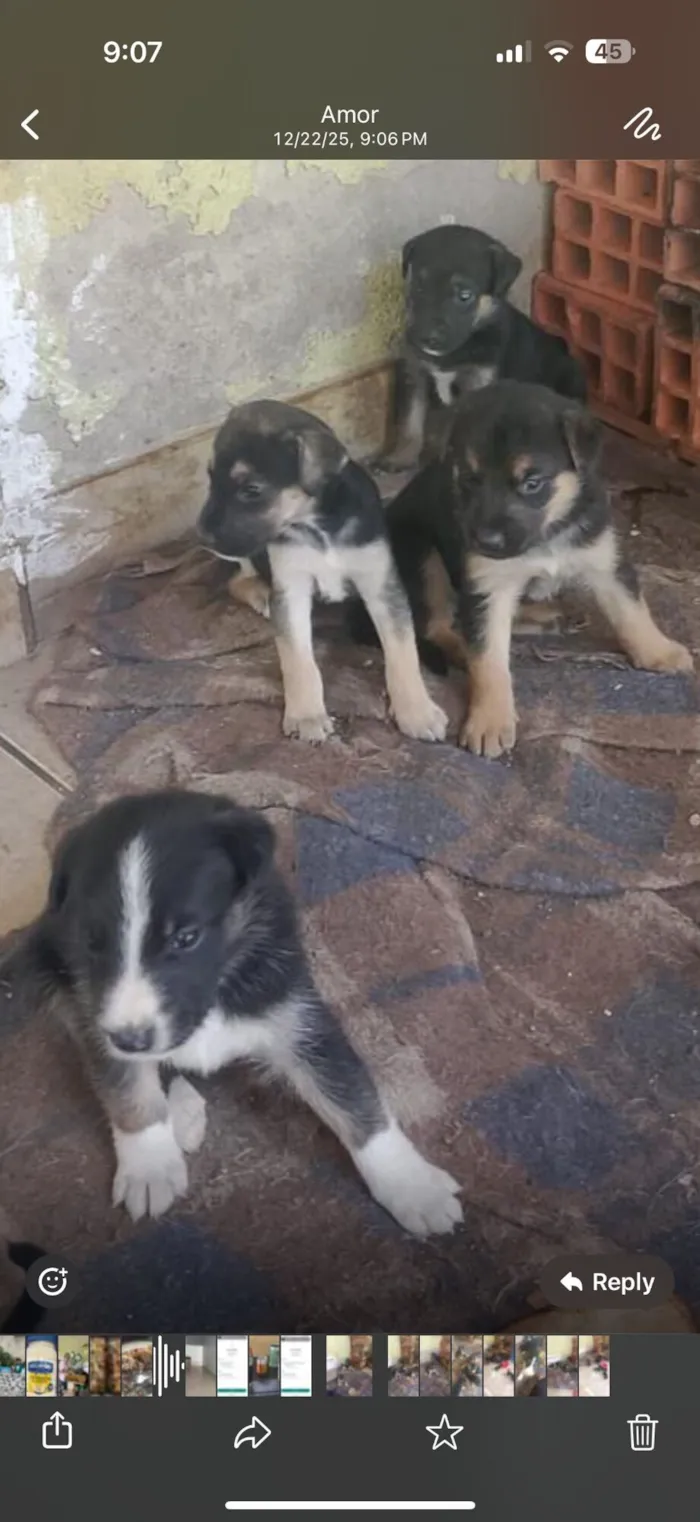 Cachorro raça SRD-ViraLata idade Abaixo de 2 meses nome Vários 