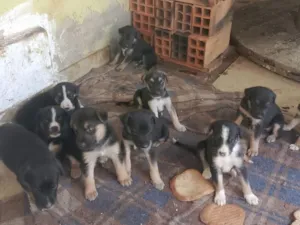Cachorro raça SRD-ViraLata idade Abaixo de 2 meses nome Vários 