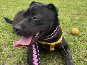 Cachorro raça SRD-ViraLata idade 7 a 11 meses nome Lilo