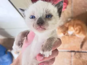 Gato raça SRD-ViraLata idade 2 a 6 meses nome Ninhada com 6 gatos