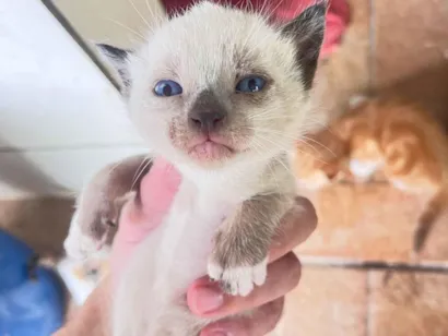 Gato raça SRD-ViraLata idade 2 a 6 meses nome Ninhada com 6 gatos