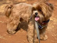 Cachorro raça Shitzu idade 2 anos nome Jack