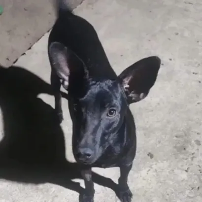 Cachorro raça SRD-ViraLata idade 2 anos nome Messi 