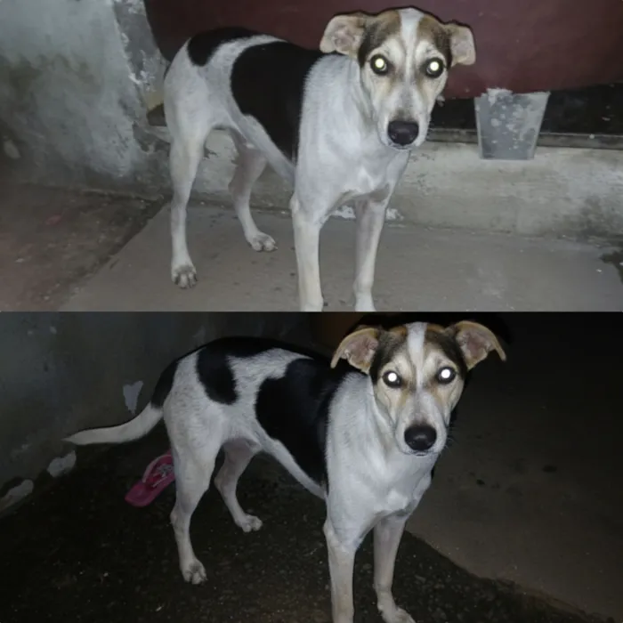 Cachorro raça SRD-ViraLata idade 2 a 6 meses nome João Paulo de Souza Rodrigues 