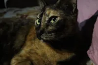 Gato raça SRD-ViraLata idade 2 anos nome Trixie