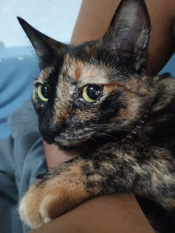 Gato raça SRD-ViraLata idade 2 anos nome Trixie