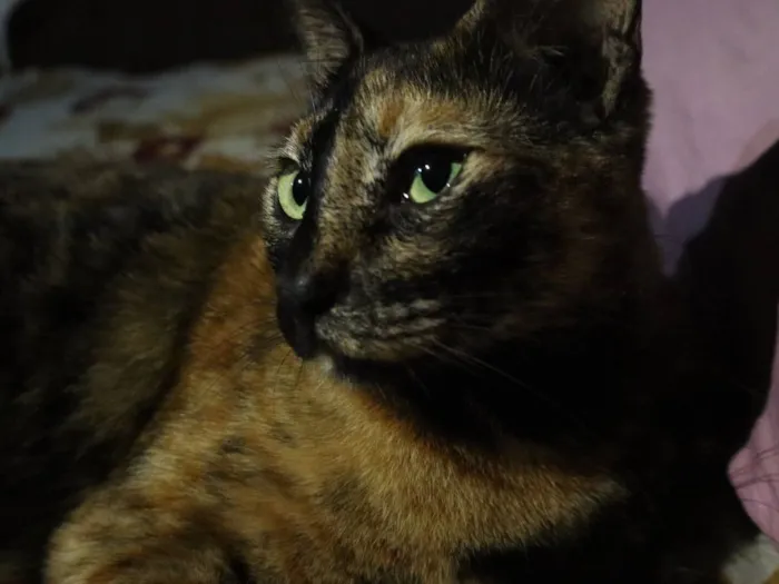 Gato raça SRD-ViraLata idade 2 anos nome Trixie