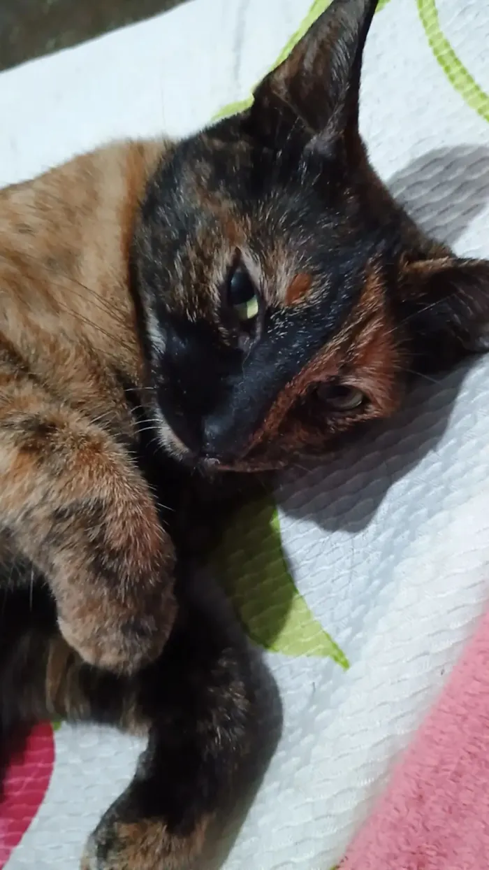 Gato raça SRD-ViraLata idade 2 anos nome Trixie