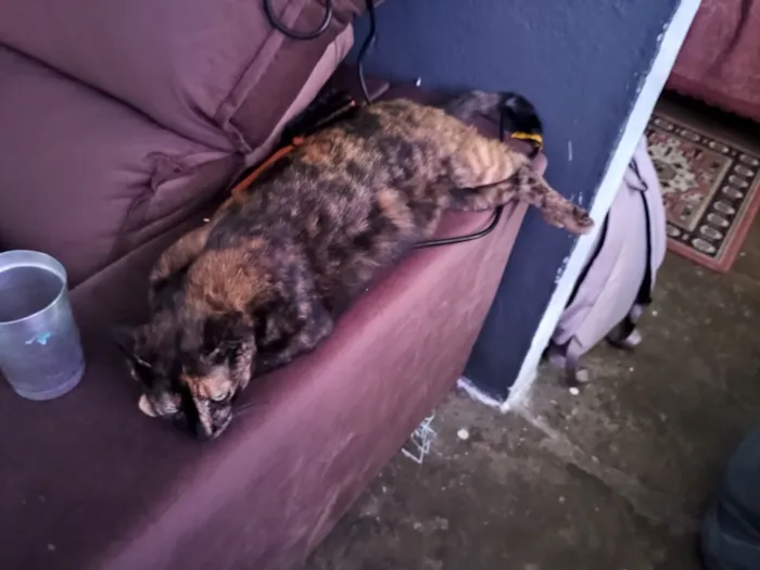 Gato raça SRD-ViraLata idade 2 anos nome Trixie