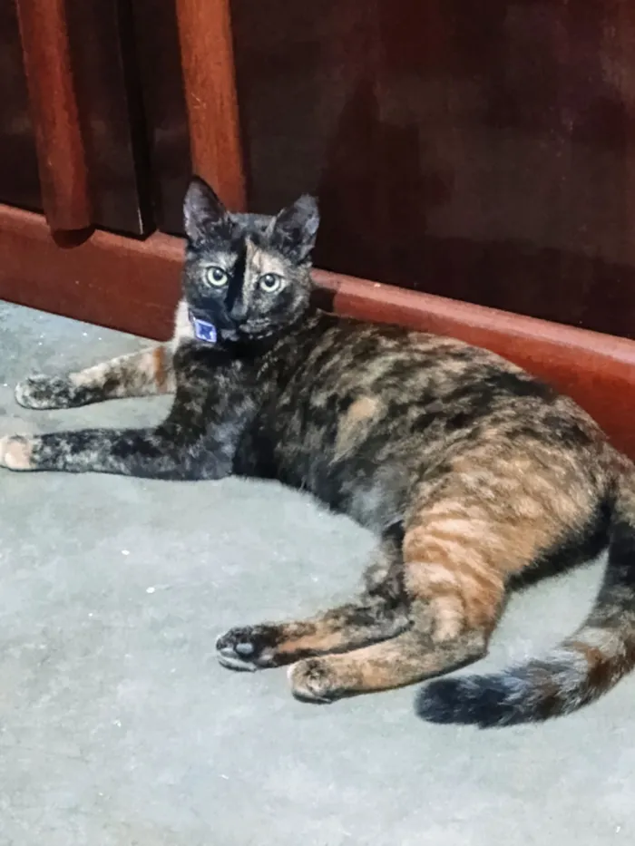 Gato raça SRD-ViraLata idade 2 anos nome Trixie