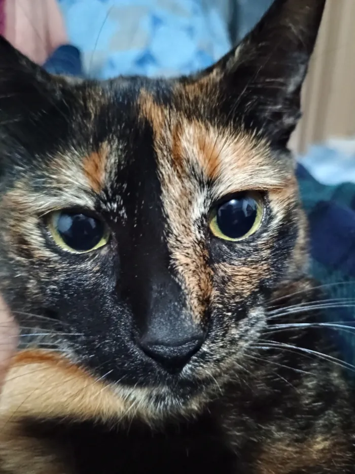 Gato raça SRD-ViraLata idade 2 anos nome Trixie