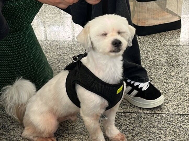 Cachorro raça Lhasa Apso idade 3 anos nome Oreo