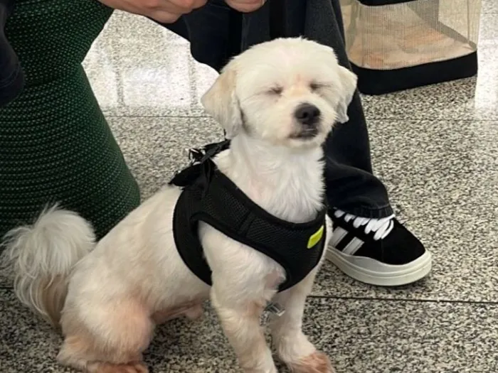 Cachorro raça Lhasa Apso idade 3 anos nome Oreo