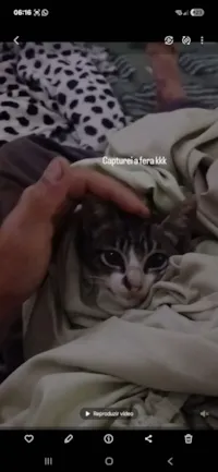 Gato raça SRD-ViraLata idade Abaixo de 2 meses nome Ferinha