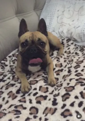 Cachorro raça Bulldog idade 5 anos nome Vicky