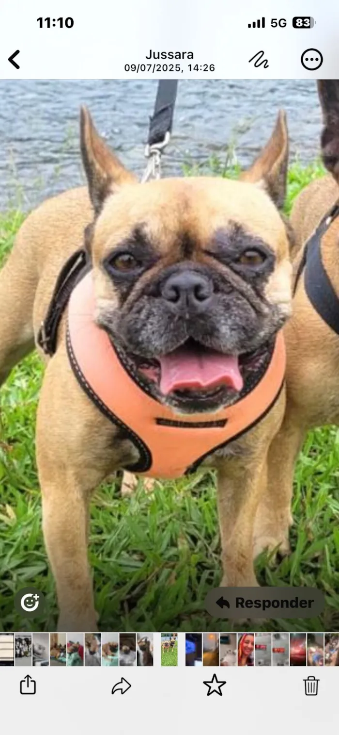 Cachorro raça Bulldog idade 5 anos nome Vicky