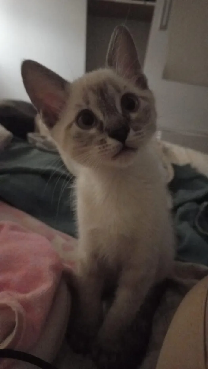 Gato raça Siamês idade 2 a 6 meses nome oii