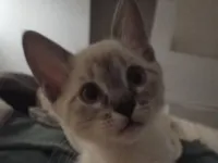 Gato raça Siamês idade 2 a 6 meses nome oii