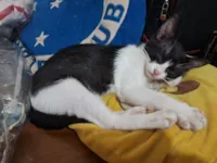 Gato raça SRD-ViraLata idade 2 a 6 meses nome Twik