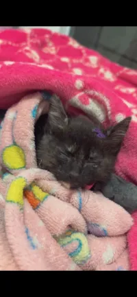 Gato raça SRD-ViraLata idade 2 a 6 meses nome Maria 