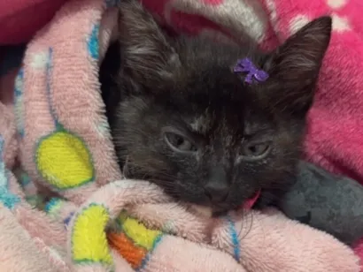 Gato raça SRD-ViraLata idade 2 a 6 meses nome Maria 