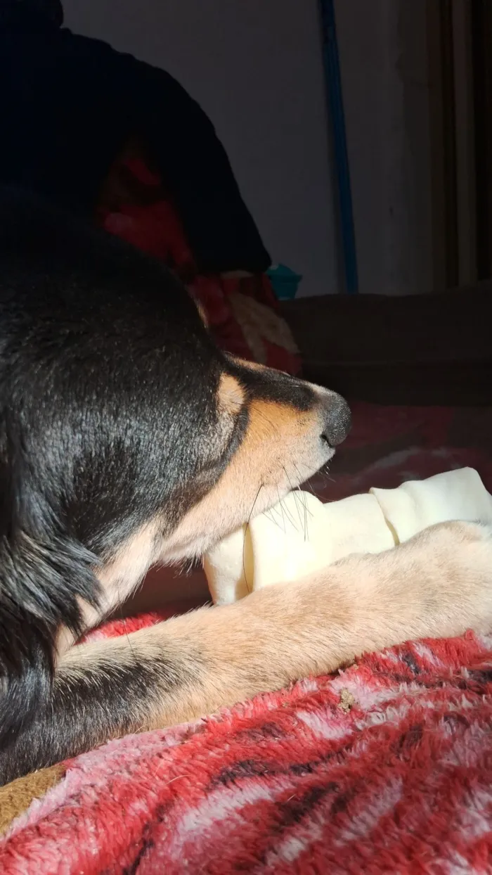 Cachorro raça SRD-ViraLata idade 2 a 6 meses nome Mia