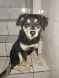 Cachorro raça SRD-ViraLata idade 2 a 6 meses nome Mia