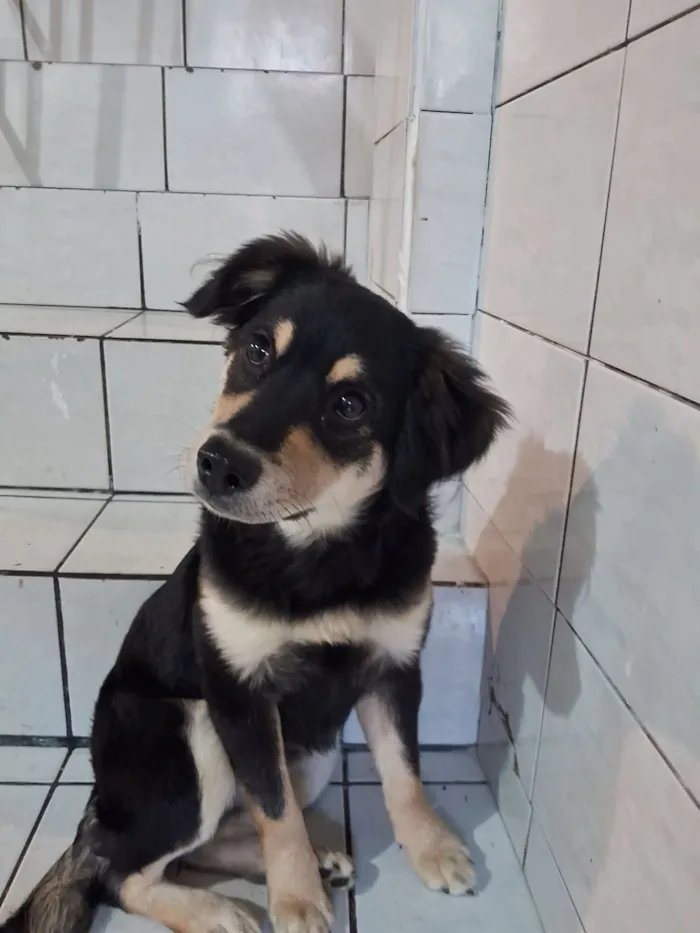 Cachorro raça SRD-ViraLata idade 2 a 6 meses nome Mia