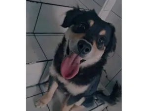 Cachorro raça SRD-ViraLata idade 2 a 6 meses nome Mia